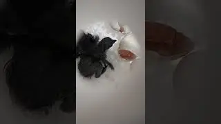 Больше роликов в телеграм Подписывайся! 