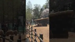 Sheep 🐑 Feeding in South Korea #new #shorts