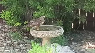 hawk in bird bath