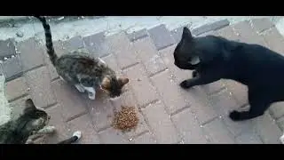#кошки