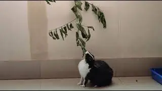 Black Bunny kalu