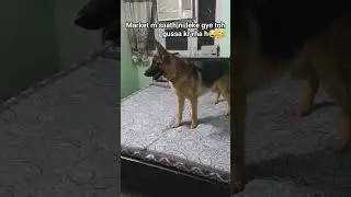 raw&unedited dog content| Gsd🐶| #youtubeshorts#viral#dog #shorts #gsd#doglover#pets #cutedog #funny
