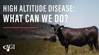 High Altitude Disease: WHAT CAN WE DO?