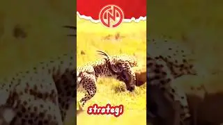 KIJANG Vs MACAN TUTUL. ? 😵😵😵😵