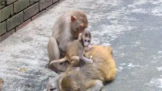 BiBi monkey plays friendly with Mom & Dad||YoYo DC helps dad take care of Baby Monkey||Animals House
