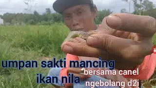 umpan udang mancing ikan nila hasilnya luar biasa