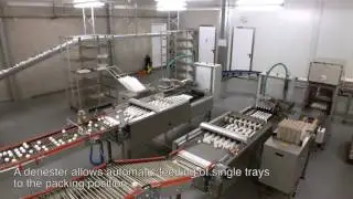 [EN] Egg packing and grading systems
