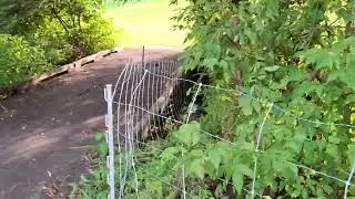 Golf Course Before Grazing | Clean Stream Edges & Restored Visibility ( Enclosure # 5)