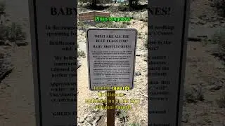 Saving The Oldest Tree Species (#tree)