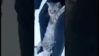 СНЕЖНЫЙ БАРС😰
