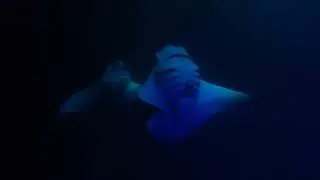 Night manta dive on Big Island, Hawaii with Ocean Eco Tours.