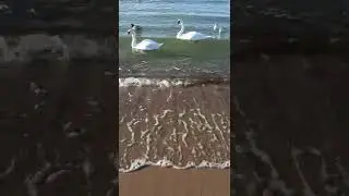 Лебеди на море в Анапе