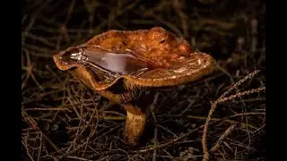 herfstfoto's van Gerlanda te Bokkel (CD 57 nr. 7)