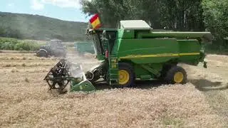 Cosechando trigo de barba. Cuevas de Amaya (Burgos).