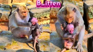 Incredible Story! A Newly Baby Will Be D_ied Immediately Cos Young Monkey Mother Unhappy Too Much.