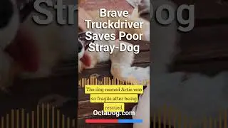 Brave Truckdriver Rescue Poor Straydog #shorts #dogs #dogshorts (Octadog.com)