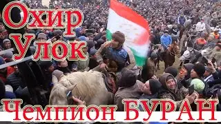 Охир Улок Исфара 2022 Чемпион Аспи БУРАН Oxir Uloq Isfara shahrida Tojikiston chempion BURAN 