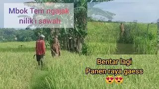 Nilik'i sawah sebelum panen raya 😀😀😀 @mbak_lia