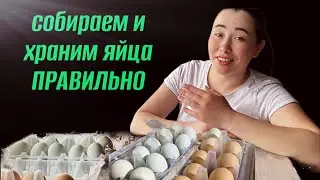 Как собирать и хранить ИНКУБАЦИОННОЕ ЯЙЦО?