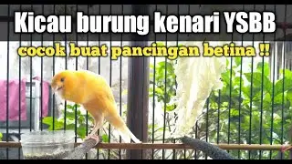 Kicau kenari jenis YSBB