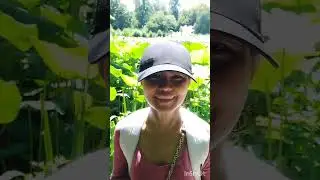 The Lovely Lotus in Jardin Aquatique