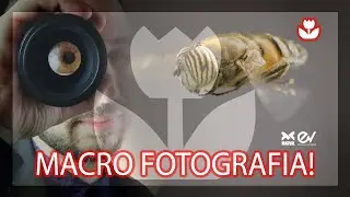 What to use for macro photography: here's how to convert your SLR lenses to macro!