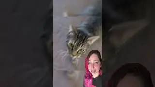 Você entende o seu gato? 👀