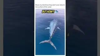 Tuna Swimming | Tuna fishing 