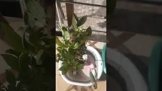 Саженцы голубики с озон