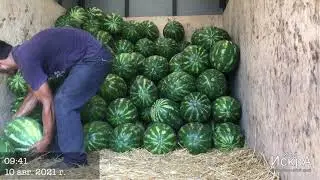 Watermelon Karistan