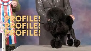 Always Know Where The Judge is When Stacking #dogshow #poodle #dogtraining