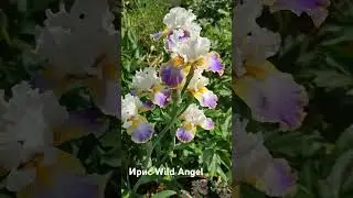 Ирис WILD ANGEL - трехцветный, нарядный сорт с уникальным сочетанием оттенков