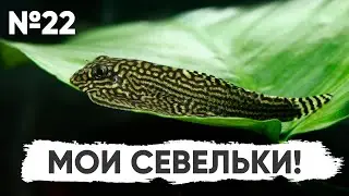 N22. Мои севельки! 
