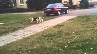 Beagle Ines - Mój pies, moja najlepsza morda :)