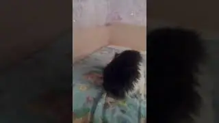 Ещё котик. Жора Читать описание