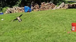 Hummingbird in Maryland