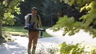 Mosquitos