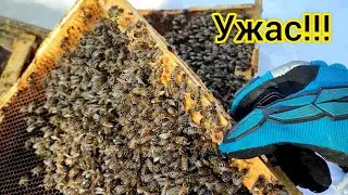 Как умирает семья (голод)