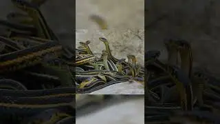 20,000 snakes gather in one place to...
