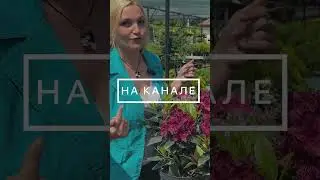 Рододендрон: сорта и описание. Обзор растений для Подмосковья
