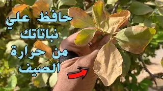 كيف تحمي نباتاتك في الصيف || 5 نصائح ضرورية جداً لحماية النباتات في الصيف