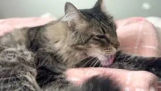 【UNCUT】20 Minutes Self-Grooming Standard Issue Cat 寝るまでノーカットグルーミング 猫