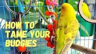 How to tame your budgies || Oreo thinks he is Rio 😅