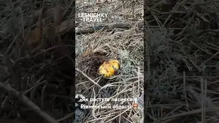 Як ростуть лисички в Рівненській області 🍄‍🟫