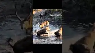 Hyenas Attack Deer                #shorts