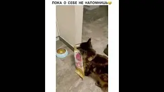 Когда ты голоден, ты не похож на себя #shorts #топ# #собака #домашниеживотные #приколыпрокотов