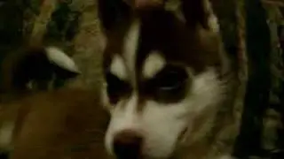 Vicious animal!!!
