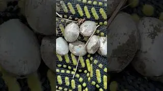 🔥ВЫКОПАЛ КЛАД СЕРЕБРА!!😱 #серебро #золото #коп #equinox #находка #монета #клад #shorts
