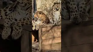 Дальневосточные красавцы! Тайган 