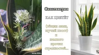 Сансевиерия, впервые зацвела смотрим что и как